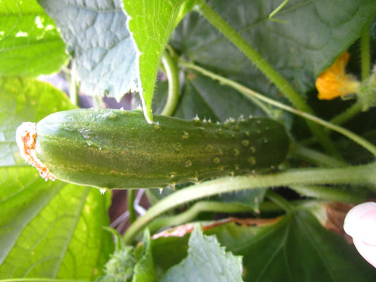 Straight Eight Cucumber - Greta's Family Gardens