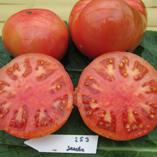 Stump of the World Tomato - Organic - Greta's Family Gardens