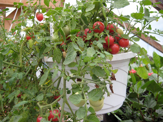 Sub Arctic Cherry Tomato - Greta's Family Gardens