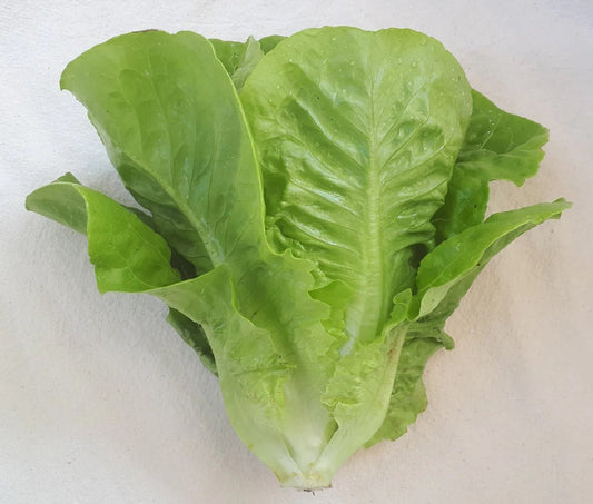 Sucrine Lettuce - Organic - Greta's Family Gardens