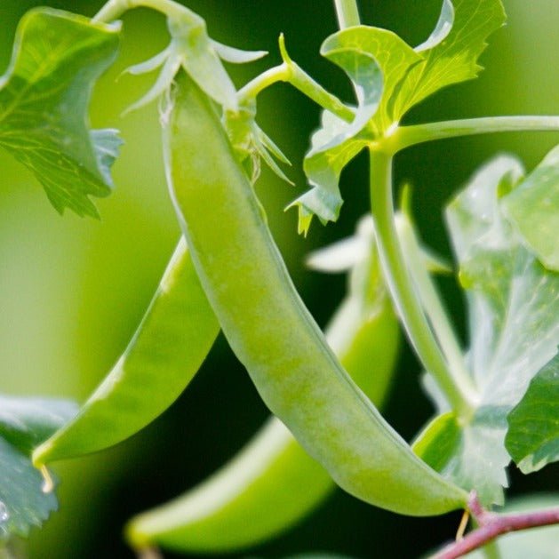 Sugar Ann Snap Peas - Organic - Greta's Family Gardens