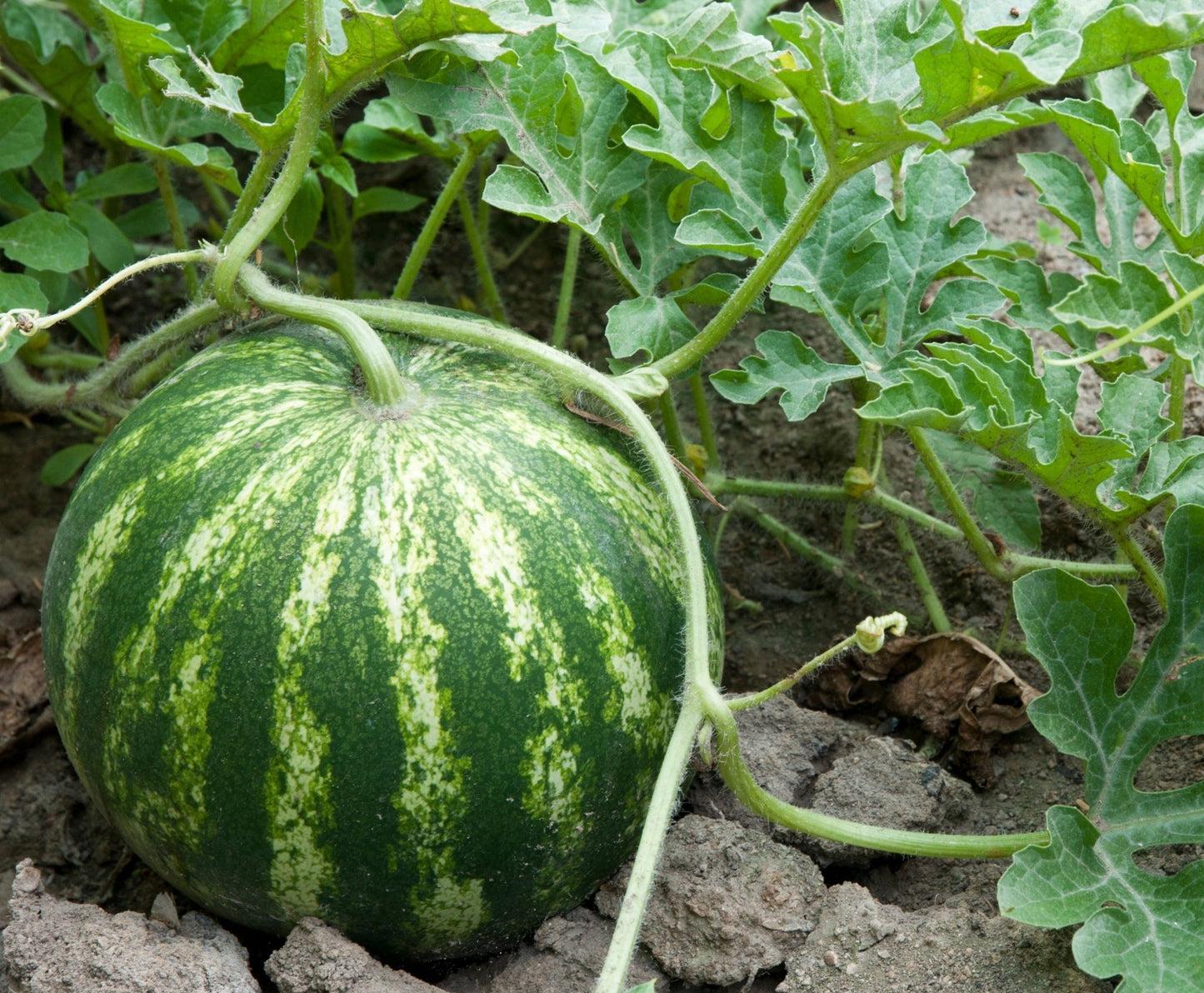 Sugar Baby Watermelon - Greta's Family Gardens