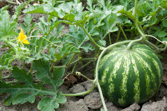 Sugar Baby Watermelon - Organic - Greta's Family Gardens