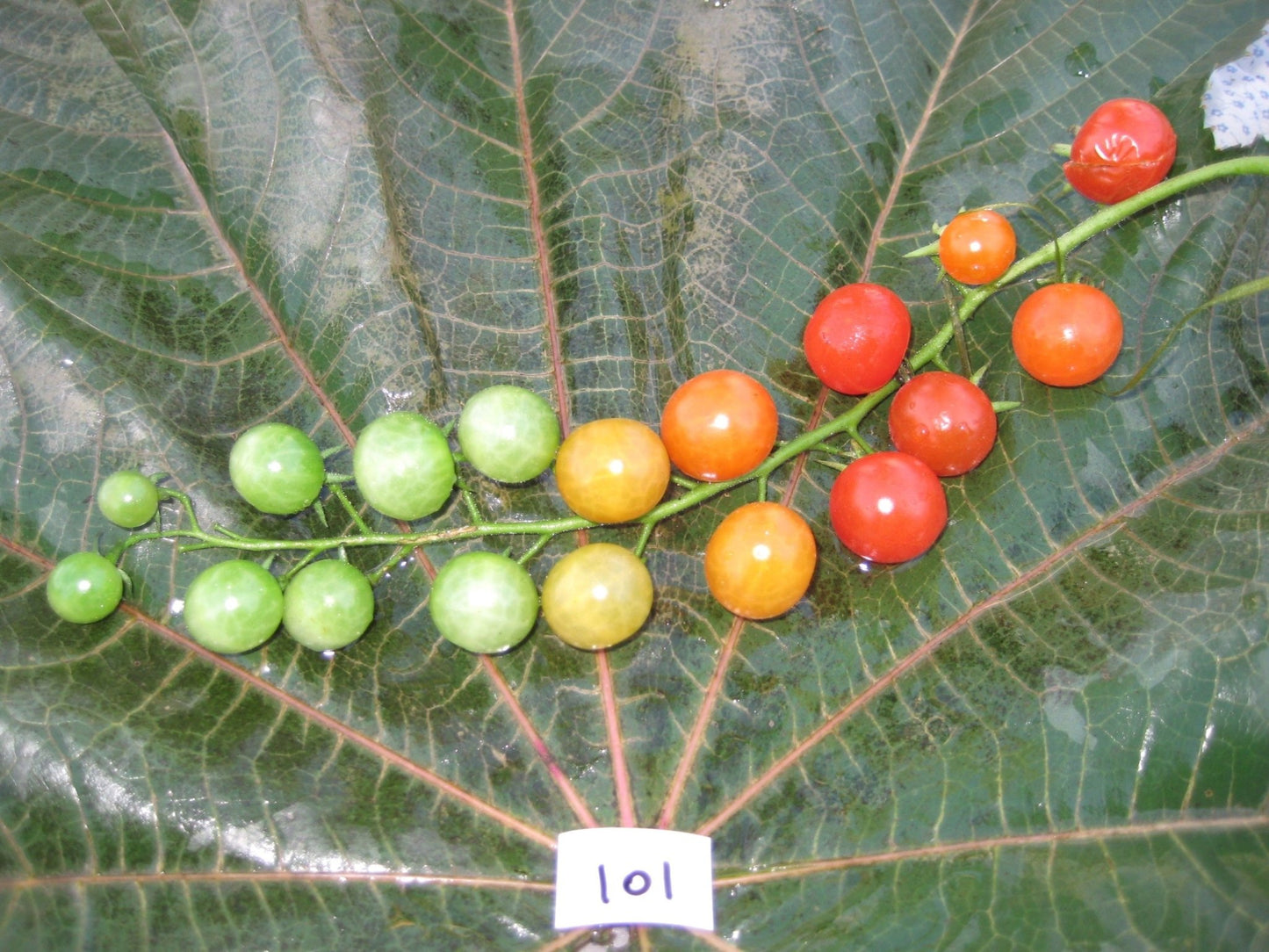 Sugar Cherry Tomato - Organic - Greta's Family Gardens