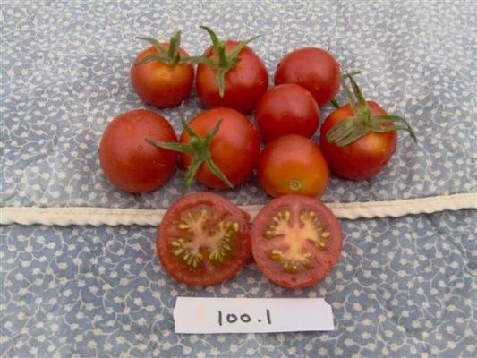 Sugar Lump Tomato - Organic - Greta's Family Gardens