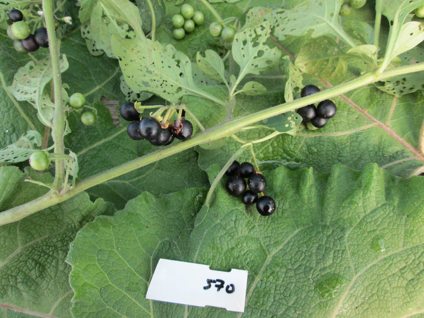 Sunberry - Greta's Family Gardens