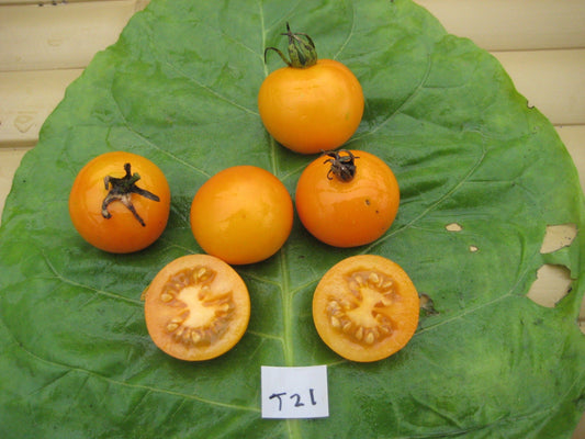 Sundrops Tomato - Organic - Greta's Family Gardens