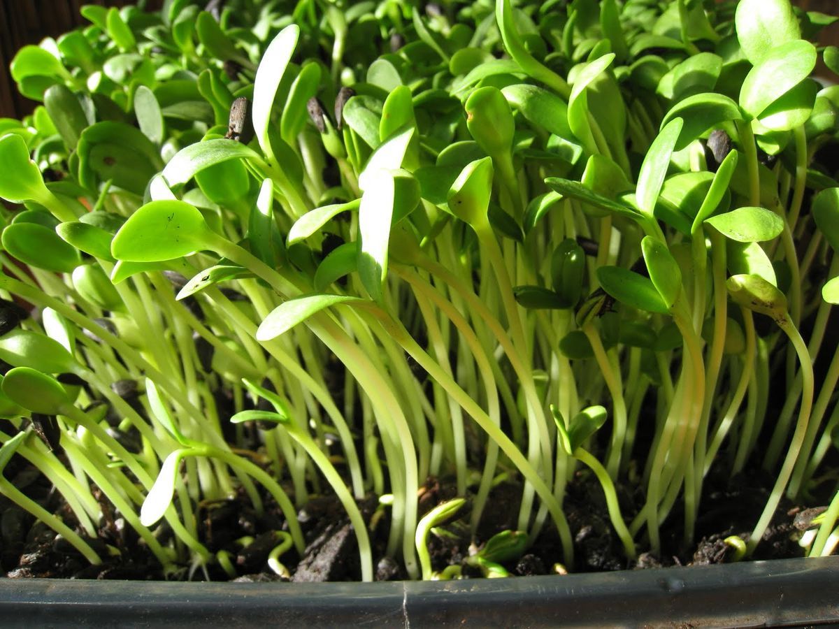 Sunflower Microgreens - Organic - Greta's Family Gardens