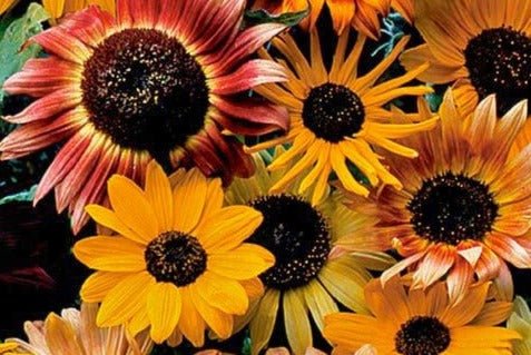 Sunflower Mix - Greta's Family Gardens