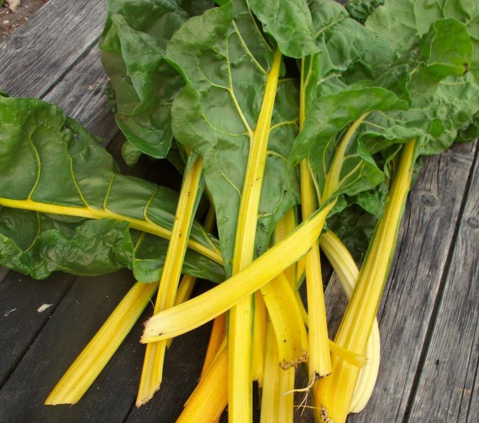 Sunset Chard - Organic - Greta's Family Gardens