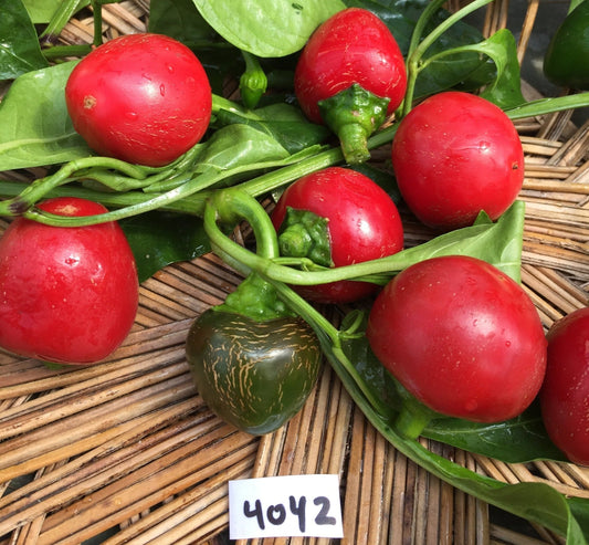 Sweet Cherry Pepper - Organic - Greta's Family Gardens