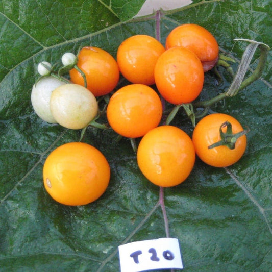 Sweet Orange Tomato - Organic - Greta's Family Gardens