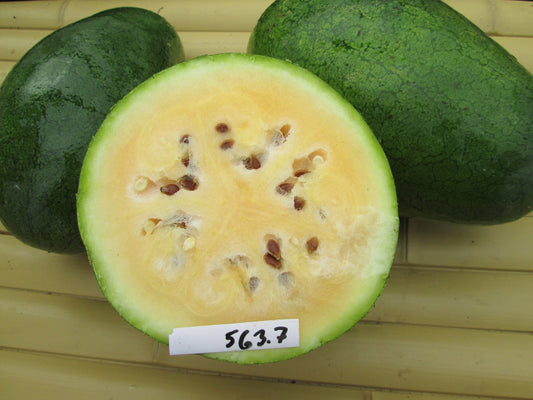 Sweet Siberian Watermelon - Organic - Greta's Family Gardens