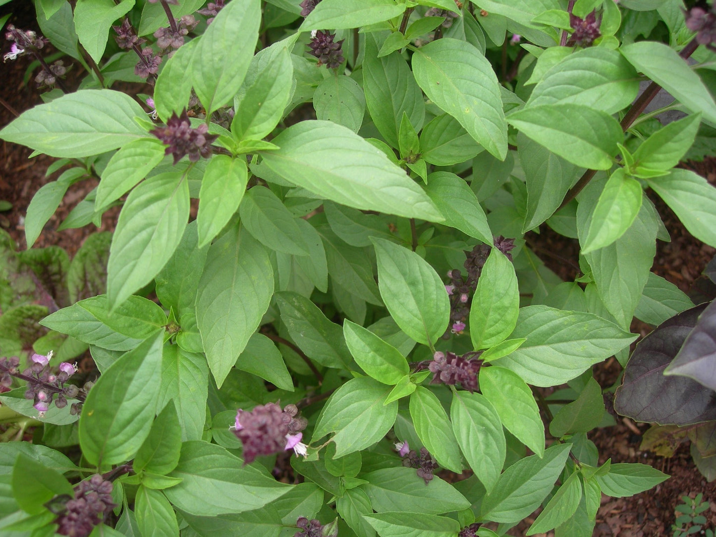 Sweet Thai Basil - Organic - Greta's Family Gardens