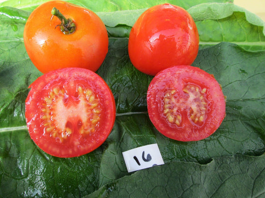 Sweet'n'Bright Tomato - Organic - Greta's Family Gardens