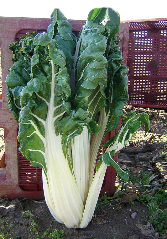 Swiss Chard Blonde de Lyon - Organic - Greta's Family Gardens