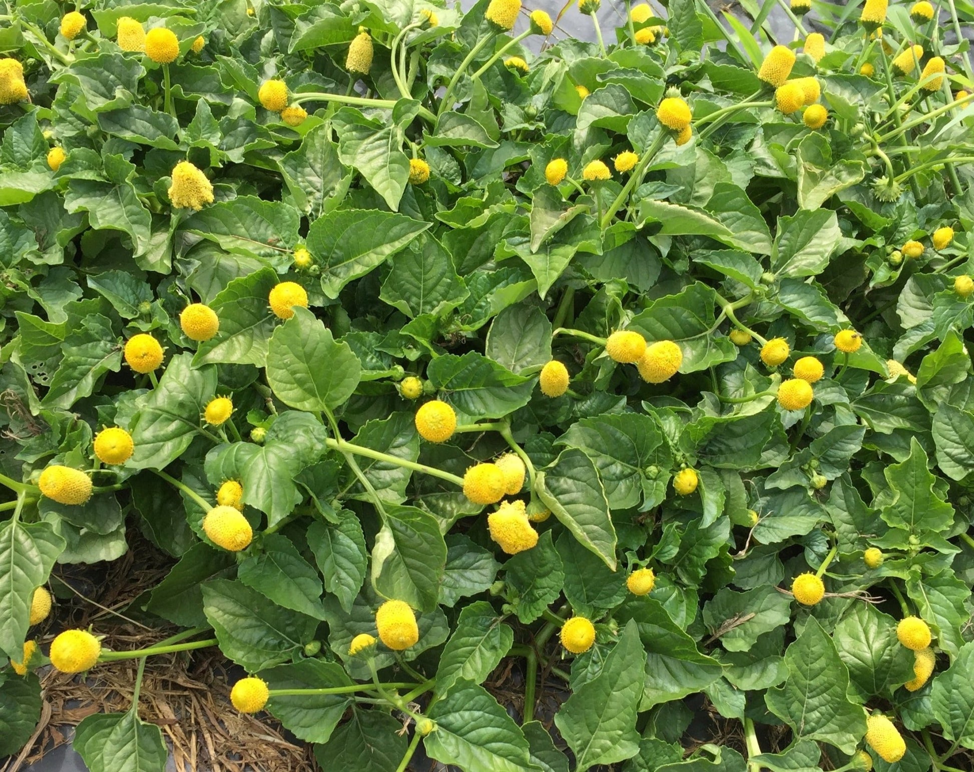 Szechuan buttons - Organic - Greta's Family Gardens