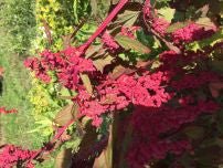 Taiwanese Red Leaf Quinoa - Organic - Greta's Family Gardens