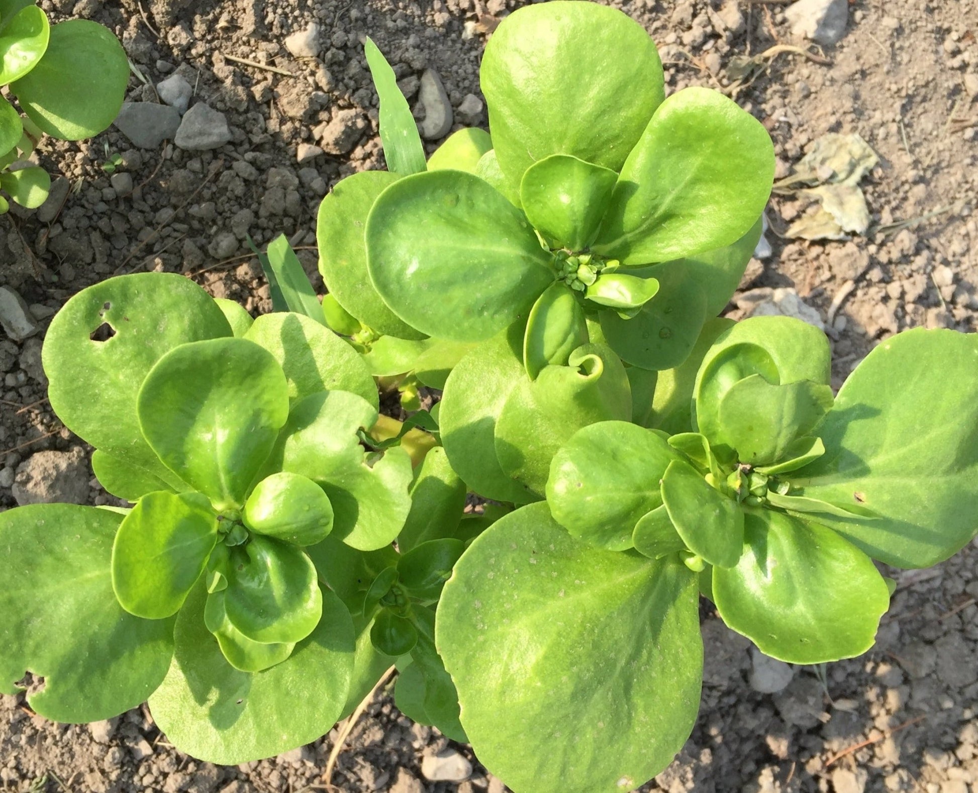 Tall Green Purslane - Organic - Greta's Family Gardens