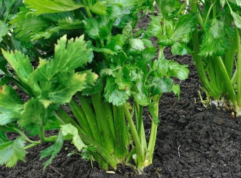 Tall Utah Celery - Greta's Family Gardens