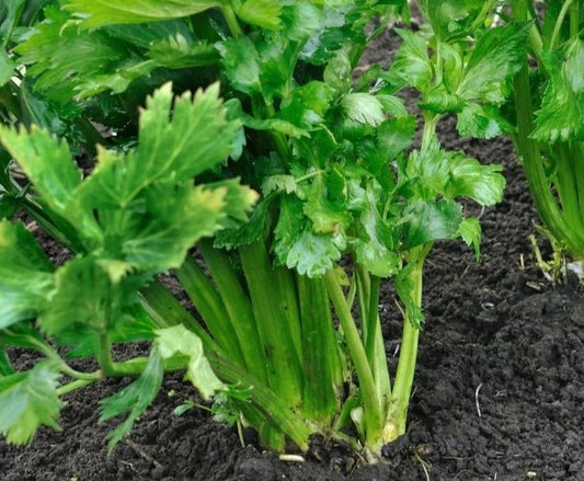 Tall Utah Celery - Organic - Greta's Family Gardens