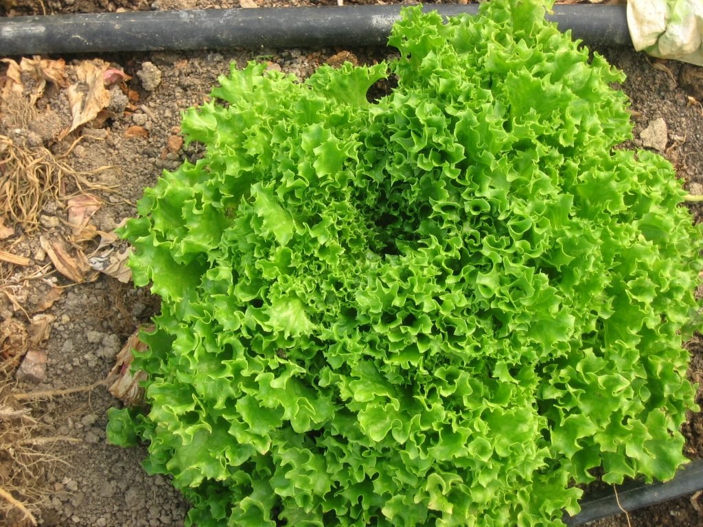 Tango Leaf Lettuce - Greta's Family Gardens