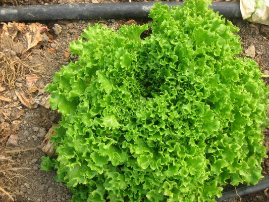 Tango Leaf Lettuce - Organic - Greta's Family Gardens