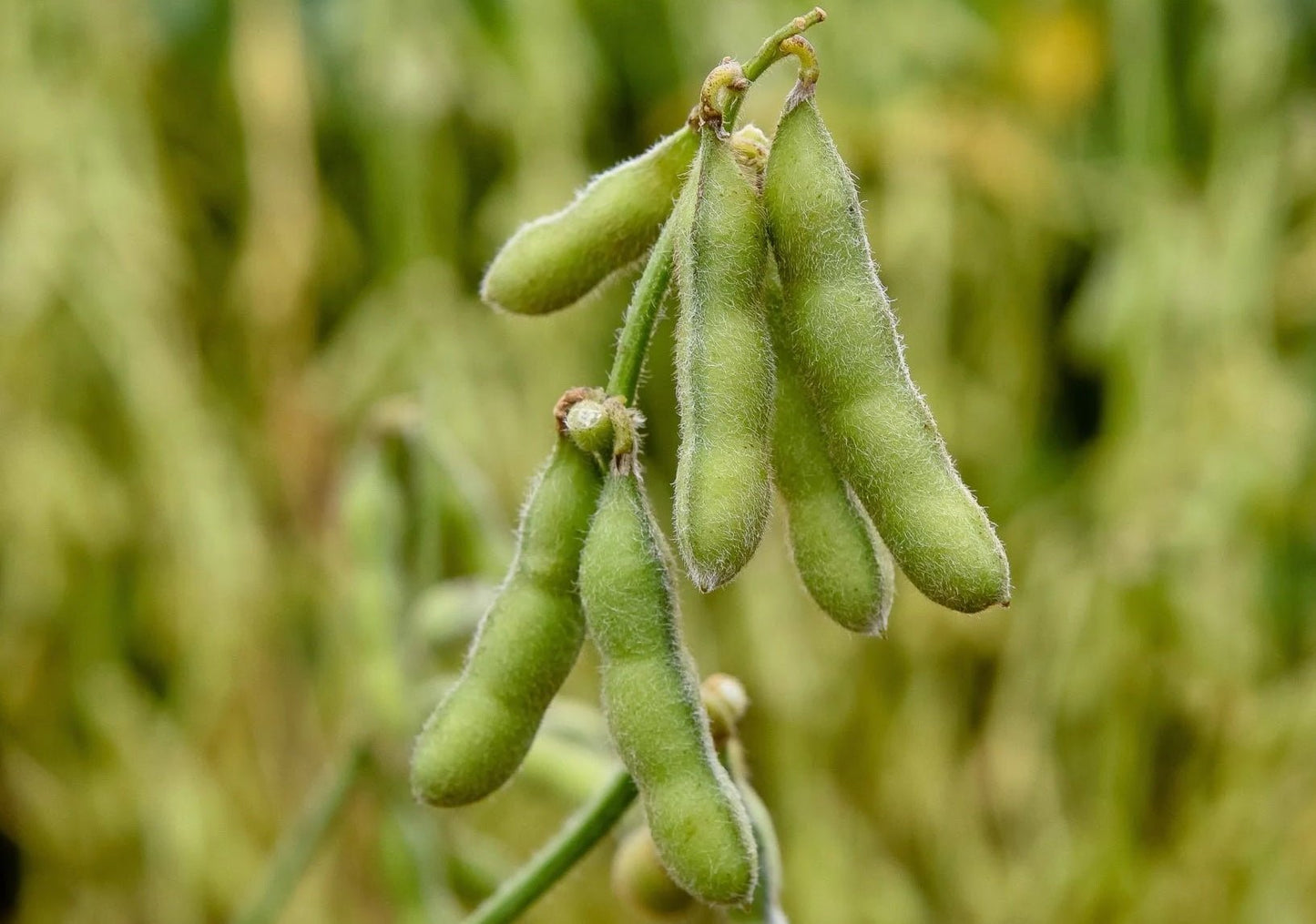 Tankuro Soybean - Greta's Family Gardens