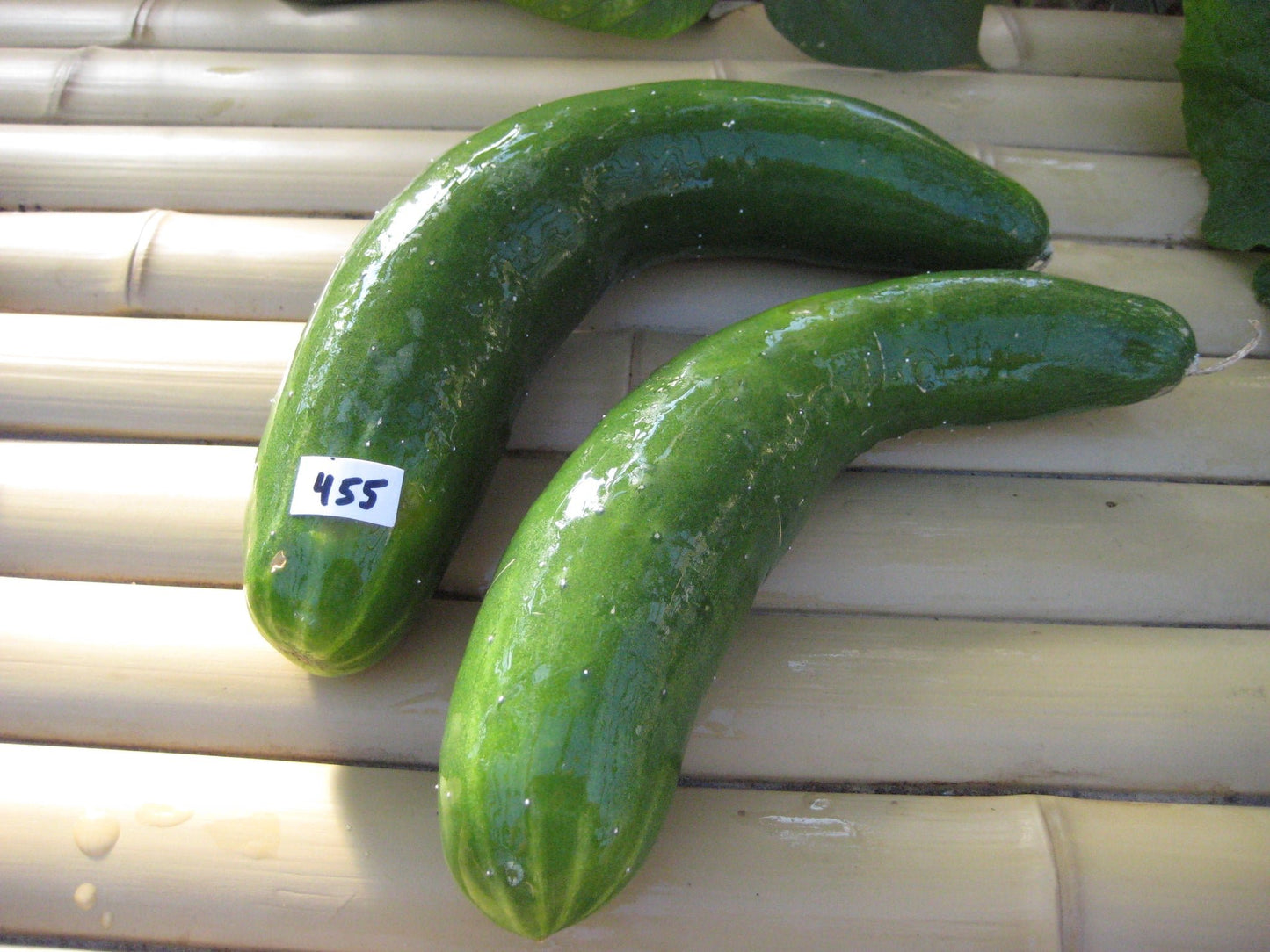 Tante Alice Cucumber - Organic - Greta's Family Gardens