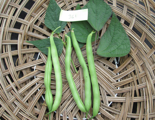 Tendergreen Bean - Greta's Family Gardens