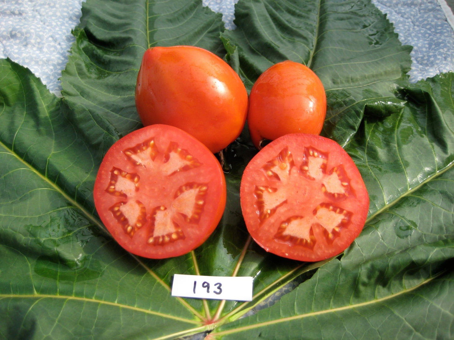 Teton de Venus Tomato - Organic - Greta's Family Gardens