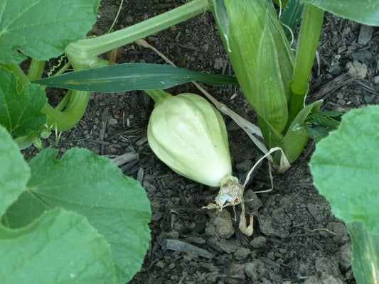 Thelma Sanders Sweet Potato Squash - Greta's Family Gardens