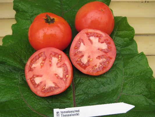 Thessaloniki Tomato - Organic - Greta's Family Gardens