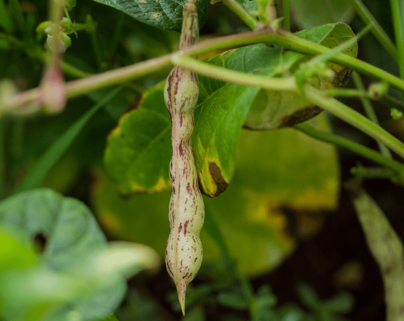 Thousand - to - one - Organic - Greta's Family Gardens