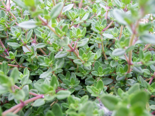 Thyme - Organic - Greta's Family Gardens