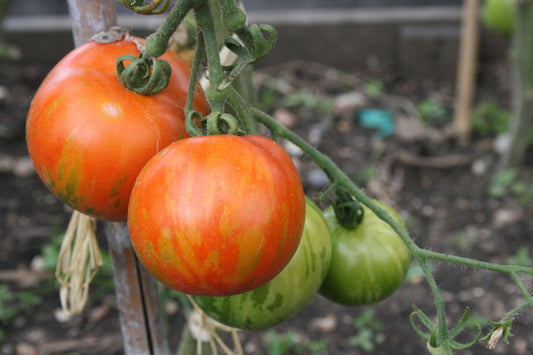 Tigerlike Tomato - Organic - Greta's Family Gardens