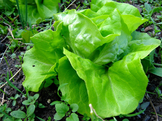 Tom Thumb lettuce - Greta's Family Gardens