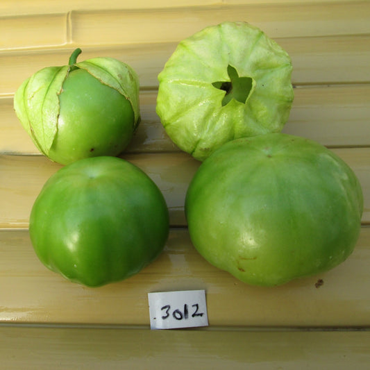 Tomatillo Plaza Latino Giant - Organic - Greta's Family Gardens