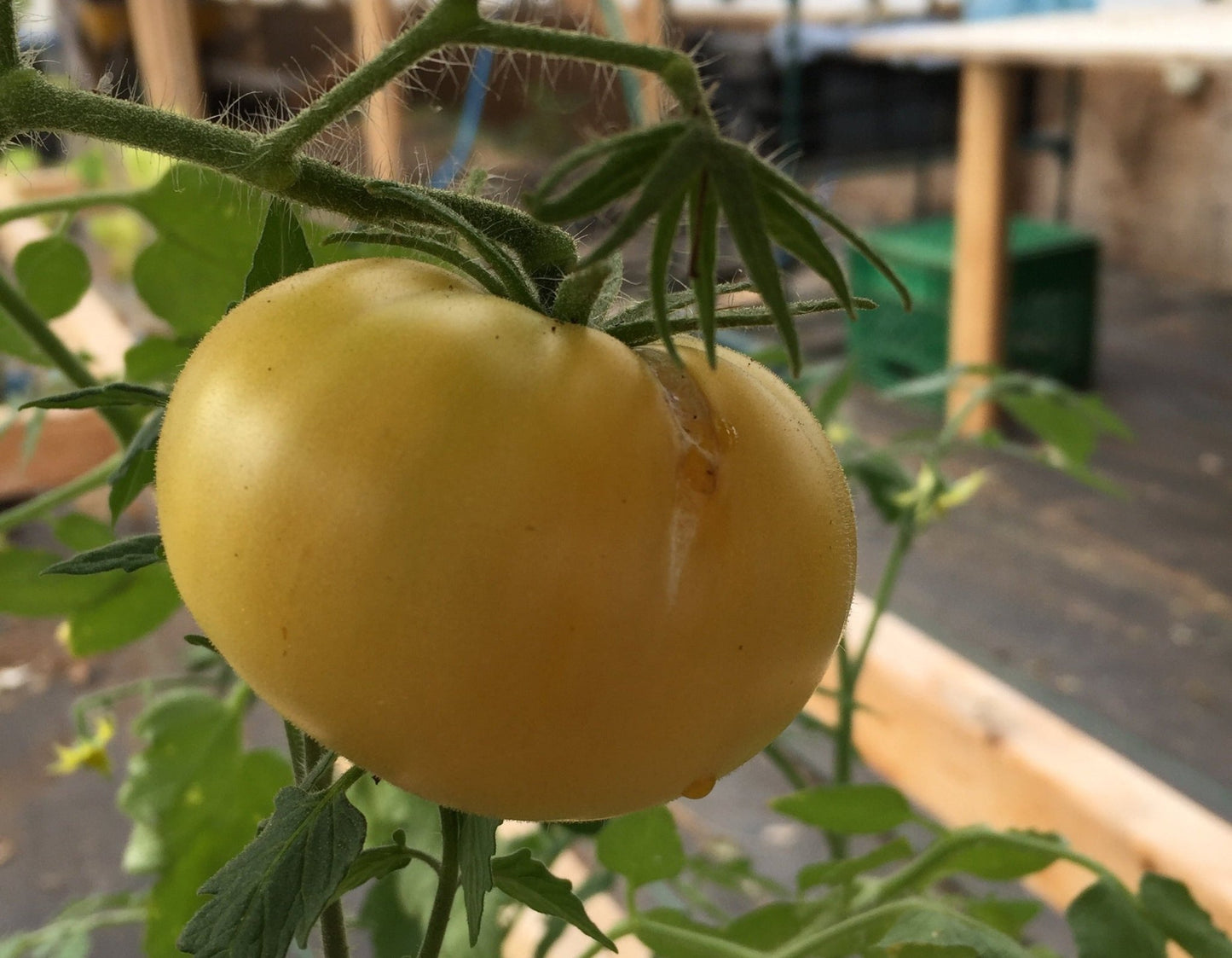 Tomato Fantome du Laos - Organic - Greta's Family Gardens