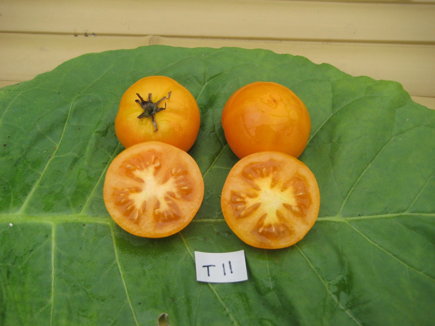 Tomato Goldilox - Organic - Greta's Family Gardens