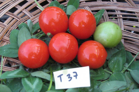 Tommy Toe Tomato - Organic - Greta's Family Gardens