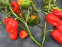 Trinidad Perfume Pepper - Organic - Greta's Family Gardens