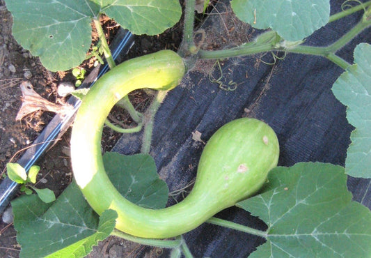 Trombetta di Albenga Squash - Greta's Family Gardens