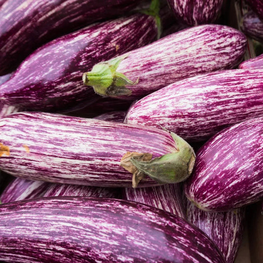 Tsakoniki Eggplant - Organic - Greta's Family Gardens