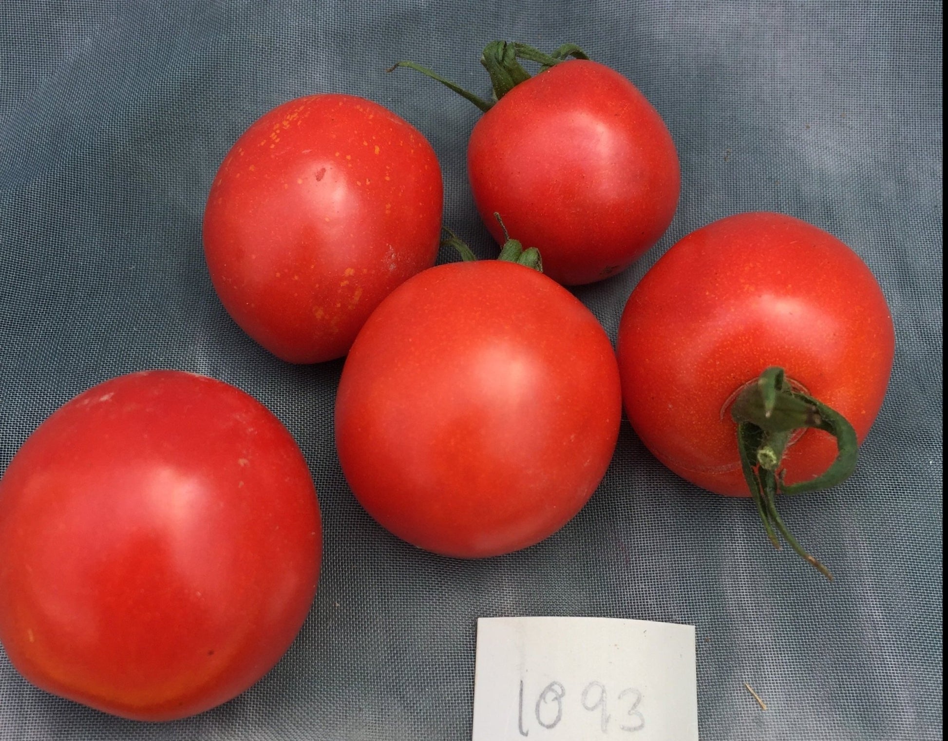 Tumbling Tom Red Tomato - Greta's Family Gardens