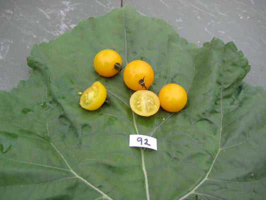 Tumbling Tom Yellow Tomato - Organic - Greta's Family Gardens