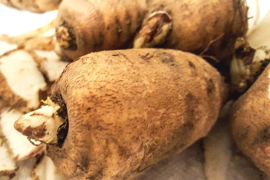 Turnip Rooted Chervil - Greta's Family Gardens