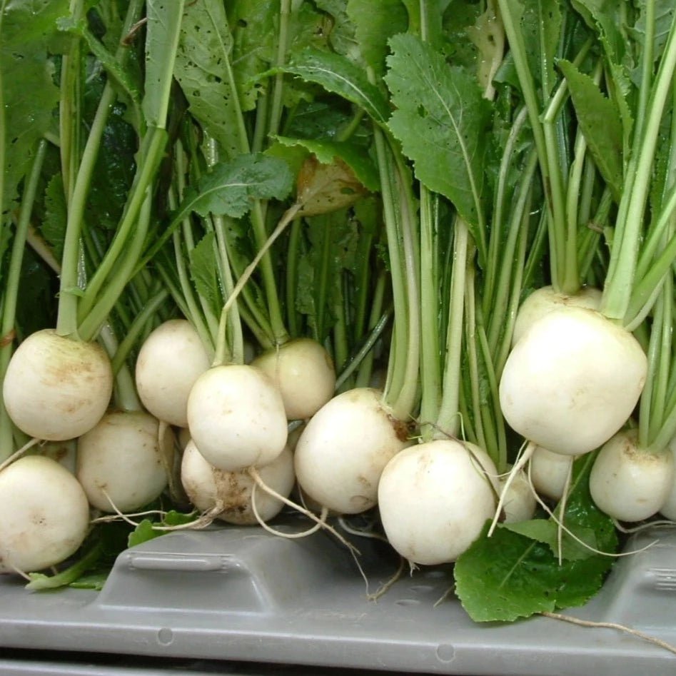 Turnip Tokyo Market - Greta's Family Gardens