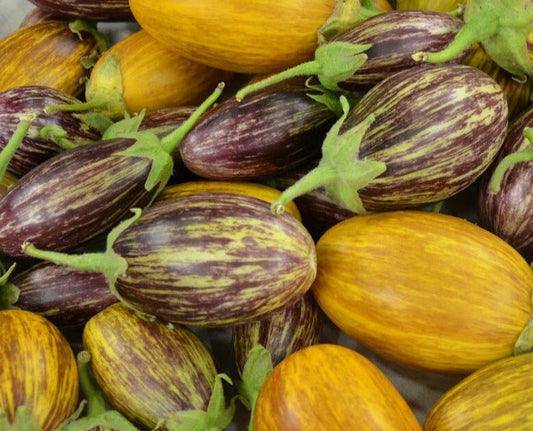 Udumalpet Eggplant - Organic - Greta's Family Gardens