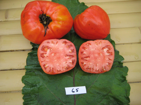 Uncle Steve's Oxheart Tomato - Organic - Greta's Family Gardens